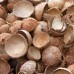 Premium Quality Raw Coconut Shell